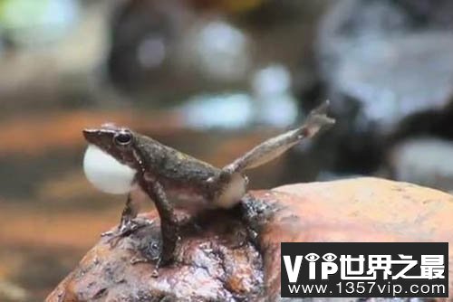 拥有特殊能力动物，水螅竟有不死之身（比金刚狼还猛）