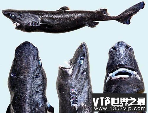 拥有特殊能力动物，水螅竟有不死之身（比金刚狼还猛）