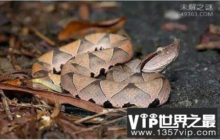 尖吻蝮为什么叫五步蛇，五步蛇为什么长的那么慢