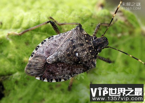 人类应该保护的十大昆虫，不要拿拖鞋招待了