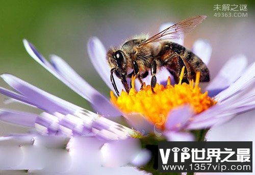 人类应该保护的十大昆虫，不要拿拖鞋招待了