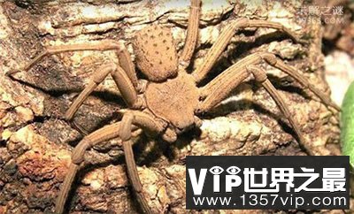 世界十大最毒蜘蛛排行,台湾最富传奇剧毒蜘蛛(上户蜘蛛)