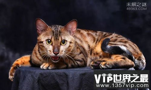 孟加拉猫是什么猫?亚洲豹猫和短毛猫交配后的品种
