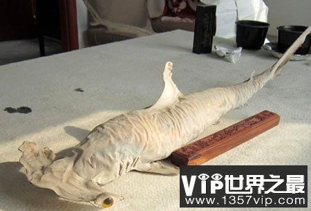 世界上十大怪鱼图片:长相吓人百年罕见