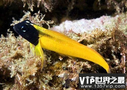 新发现:较弱个体存在或有助种群的稳定性