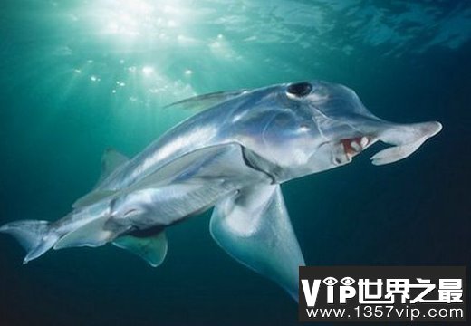 单性繁殖惊现:处女鲨鱼竟然未婚先孕