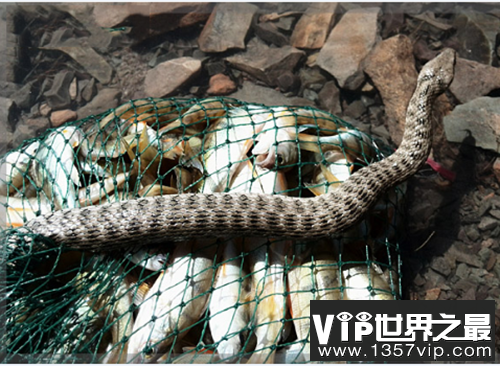 “食鱼者”棋斑水游蛇 