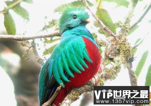 凤尾绿咬鹃：缩小版的凤凰美极了