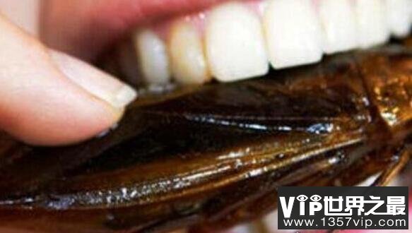 海蟑螂 药用价值图片