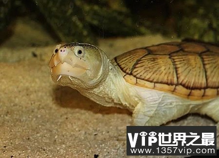 窄桥蛋龟有着异常可爱的样貌，但脾气非常暴躁