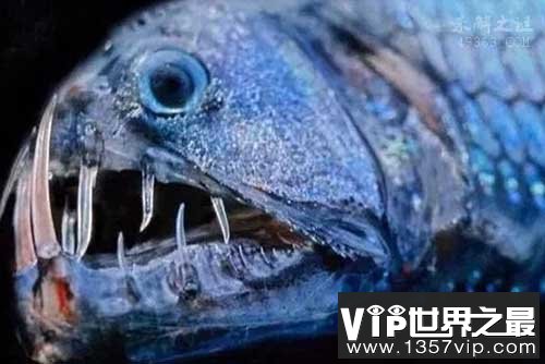 世界十大剧毒鱼,石鱼具有致命毒性(痛得要求截肢)
