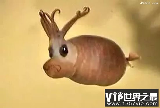 美洲特有“昏倒羊”一紧张就腿软倒地