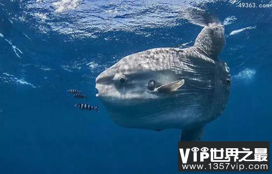 美洲特有“昏倒羊”一紧张就腿软倒地