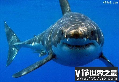 揭开鲨鱼六大独特秘密：鲨鱼不爱吃人