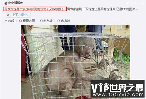 水猴子水鬼图片 传说中的水鬼