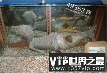 黑鳞鲛人：海滩惊现美人鱼尸体
