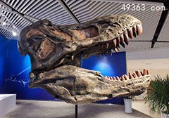 秘鲁沙漠现史前巨鲸化石：牙长36厘米吃鲸类