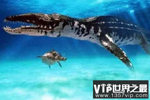 海洋中的高级掠食者：上龙捕食猎物迅猛绝伦