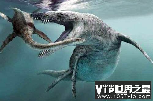 旋齿鲨的天敌是什么?被巨齿鲨秒杀