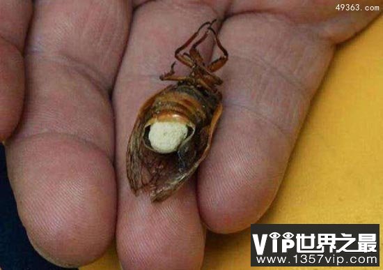 僵尸蝉,腹部都没了却还想着交配(被真菌操控)
