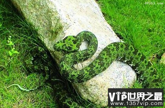 绿色的蛇都有哪些?盘点最常见的十种绿蛇