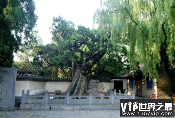 中国十大名树排行榜 迎客松上榜 第六的名字最霸气