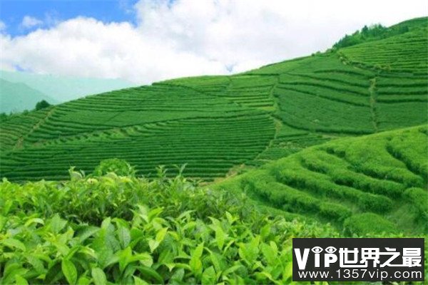 世界饮茶十大国家 巴基斯坦上榜，第一不是中国