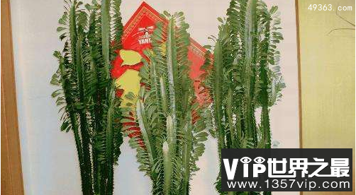 十大不吉利花，这“2种花”既养人又旺财还能镇宅