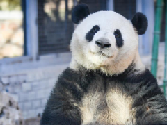 铁憨憨是什么意思，男生说女生铁憨憨说明什么