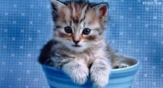 世界上最小的猫皮堡斯，皮堡斯小猫灭绝了吗