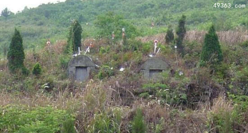坟地栽什么树人财两旺，阴宅风水坟前种禁忌