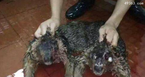 水猴子到底是什么，水里真的有水鬼吗