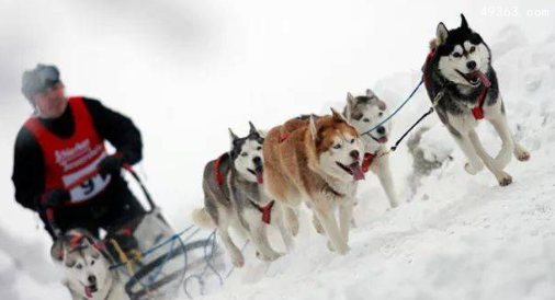 雪橇三傻是哪三种狗，雪橇三傻谁最没攻击性