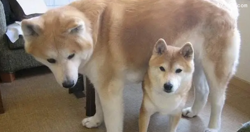 柴犬和秋田犬的区别是什么，柴犬和秋田犬哪个贵
