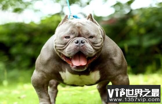 世界恶犬之比特犬，具有强大杀伤力的凶猛犬种