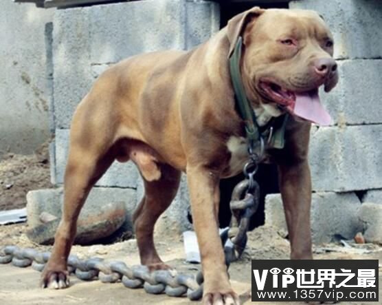 世界恶犬之比特犬，具有强大杀伤力的凶猛犬种