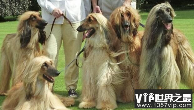 “超级模特”阿富汗猎犬有多美，阿富汗猎犬为什么被禁养