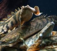 世界上最漂亮的恐龙鱼：虎纹恐龙鱼，背部脊梁如恐龙(水族活化石)