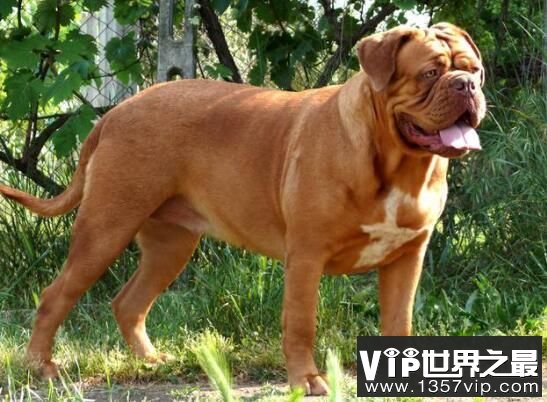 世界恶犬之波尔多犬，好斗而机警的古老犬种