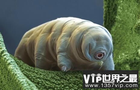 解密十种杀不死的生物,生命力顽强竟不怕核武器
