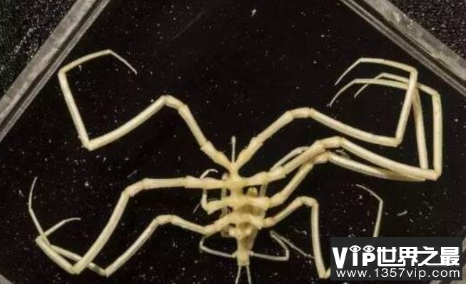 海底一万米究竟有多恐怖，深海中遍布神秘的怪异生物