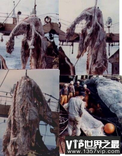 揭秘日本1977年海怪尸体事件，渔网中现“深海怪兽”(疑似远古蛇颈龙)