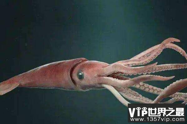十大巨型海洋生物(1357vip.com)