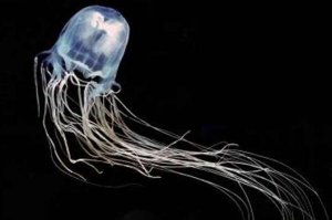 十大最危险的海洋生物 鸡心螺上榜，第五是世界上最毒的螃蟹