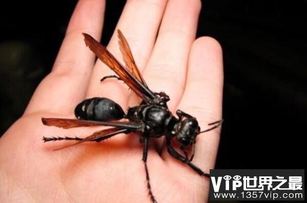 世界最可怕的十大昆虫(1357vip.com)