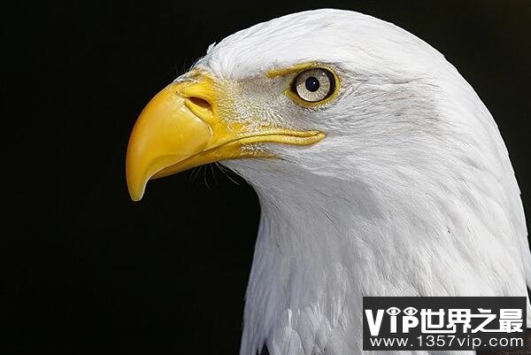 世界十大最凶猛的鹰（1357vip.com）