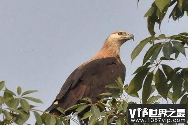 世界十大最凶猛的鹰（1357vip.com）