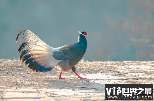 中国十大珍稀鸟类（1357vip.com）