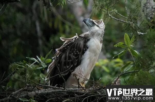 世界十大最凶猛的鹰（1357vip.com）