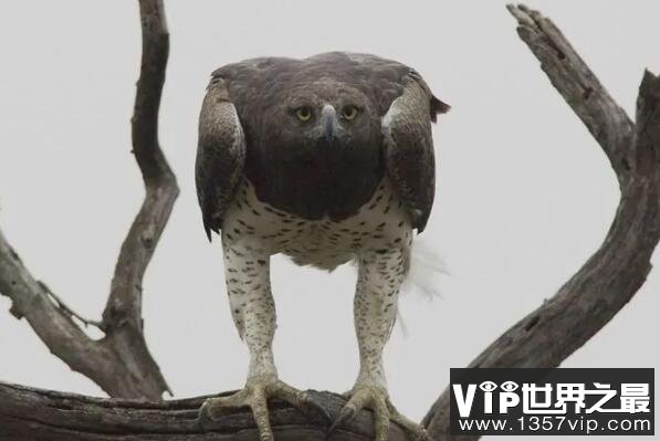 世界十大最凶猛的鹰（1357vip.com）